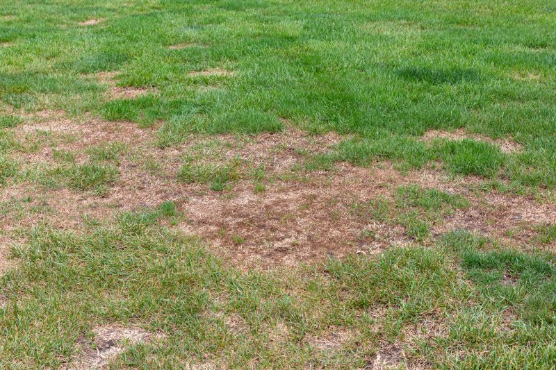 Lawn Erosion Repair
