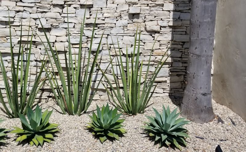 Xeriscape Landscaping