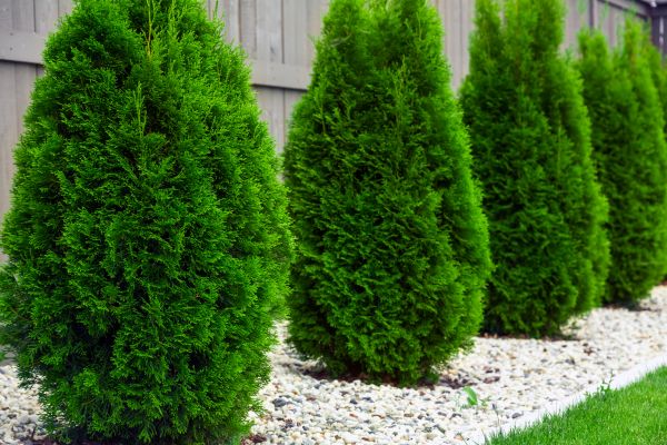 Arborvitae Planting in Cedar Park