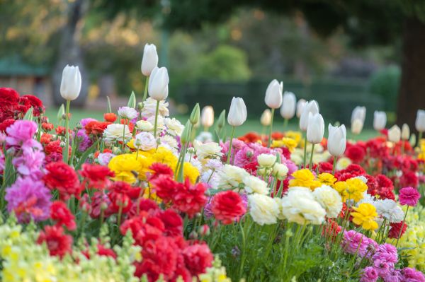 Gardening Service in Cedar Park