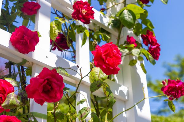 Home Gardening Service in Cedar Park