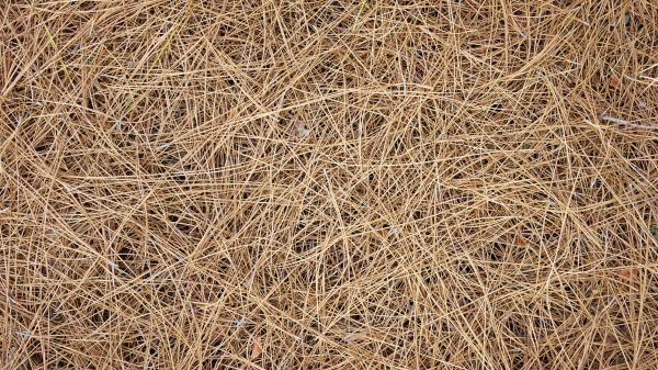 Pine Needles Delivery in Cedar Park
