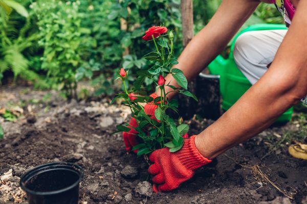 Planting Service in Cedar Park