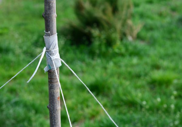 Tree Staking Service in Cedar Park