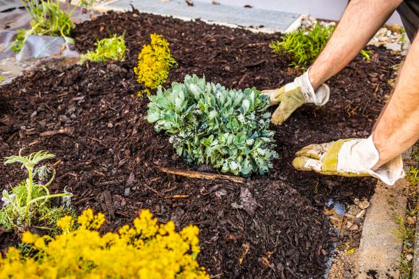 Weeding And Mulching in Cedar Park