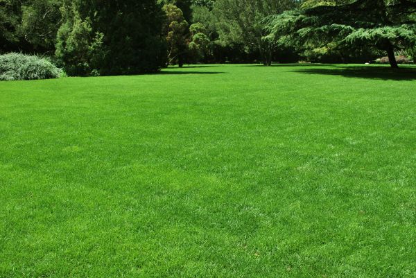 Lawn Landscaping in Cedar Park