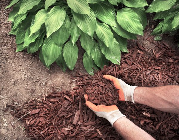 Shredded Mulch Service in Cedar Park