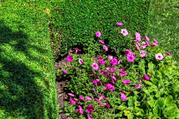 Softscaping Service in Cedar Park