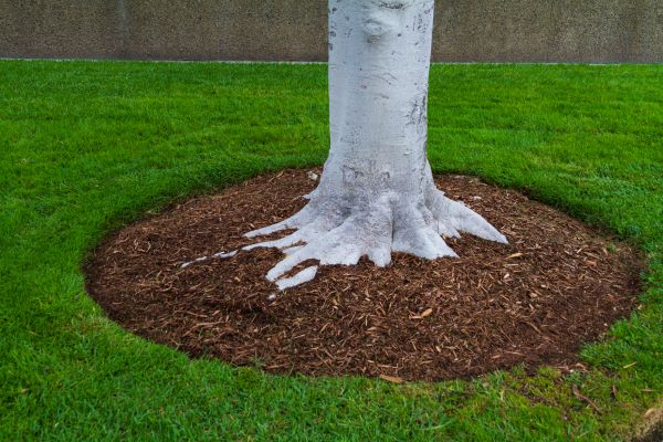 Brown Mulch Installation in Cedar Park