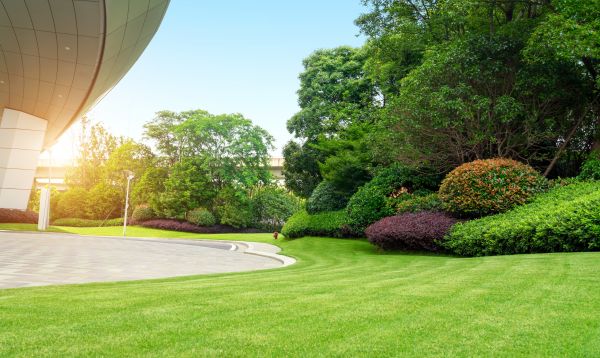 Business Landscape Design in Cedar Park