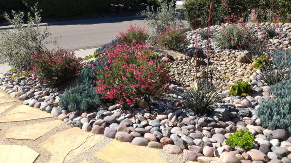 Xeriscape Landscaping in Cedar Park