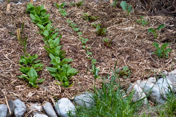 Mulch Service in Cedar Park