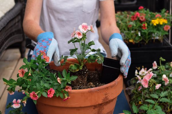 Plant Care Service in Cedar Park