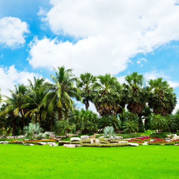Tropical Landscaping in Cedar Park