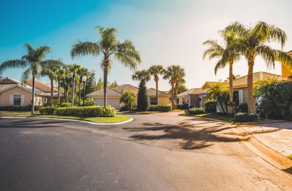 Palm Tree Landscaping in Cedar Park
