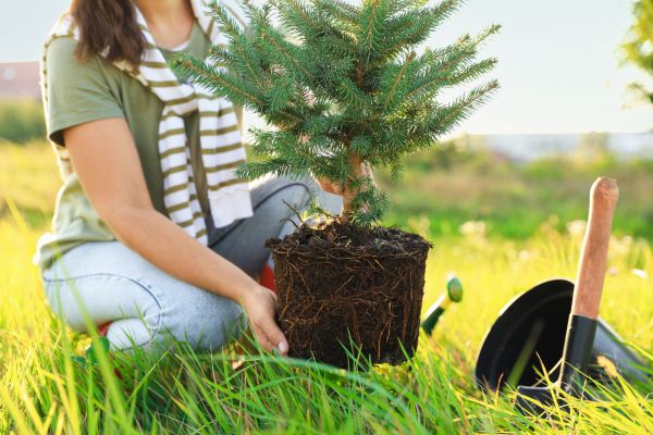 Spruce Tree Planting in Cedar Park