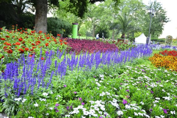 Perennials Planting in Cedar Park