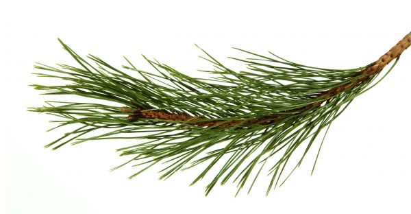 Pine Needles Installation in Cedar Park