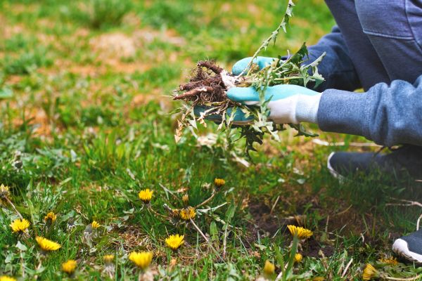 Flower Bed Clearing in Cedar Park