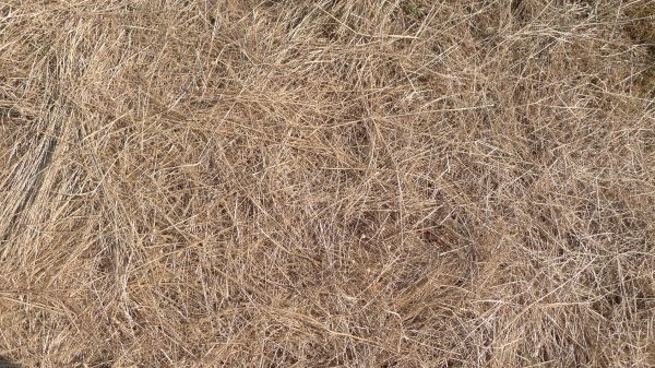 Pine Straw Replacement in Cedar Park