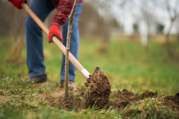 Trees Planting in Cedar Park