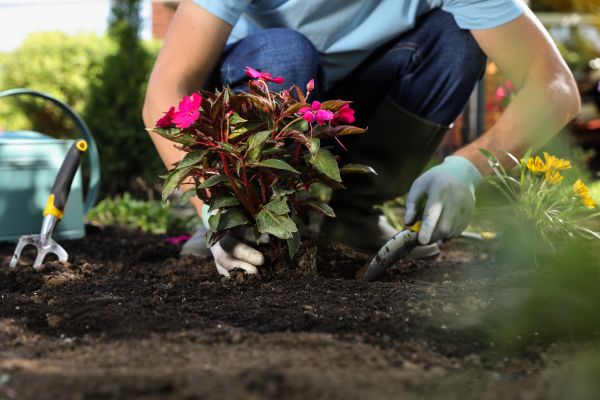 Plant Replacement in Cedar Park