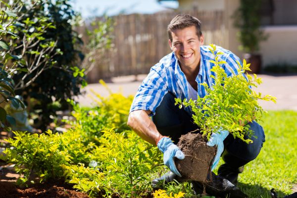 Shrub Landscaping in Cedar Park
