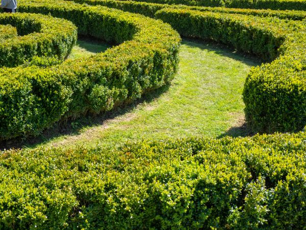 Bush Landscaping in Cedar Park
