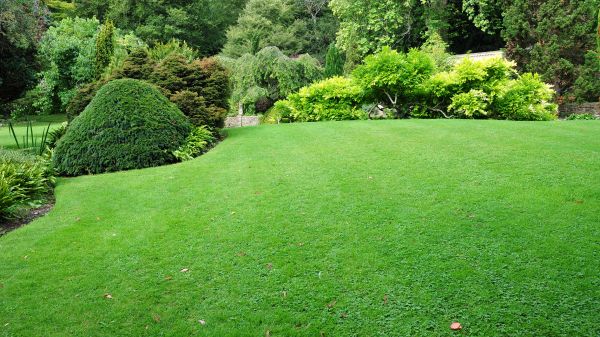 Commercial Landscape Design in Cedar Park