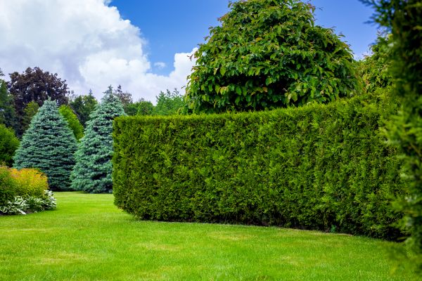 Hedge Landscaping in Cedar Park