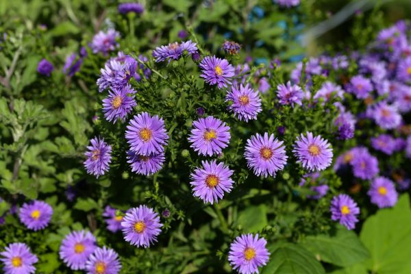 Perennial Flower Planting in Cedar Park