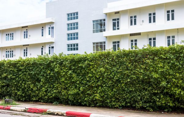 Privacy Landscaping in Cedar Park