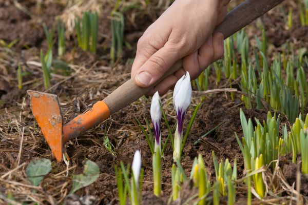 Flower Garden Weeding in Cedar Park