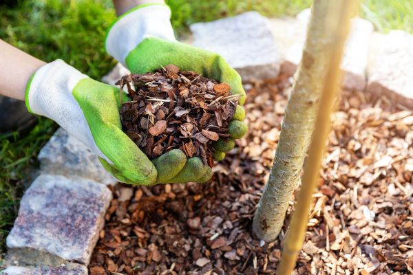 Tree Bark Delivery in Cedar Park