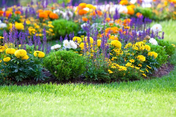 Flower Bed Building