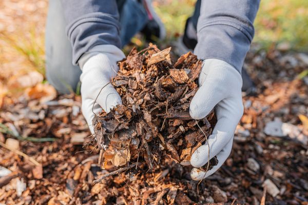 Shredded Mulch Installation in Cedar Park