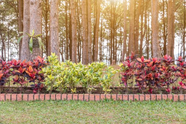 Small Garden Landscaping in Cedar Park
