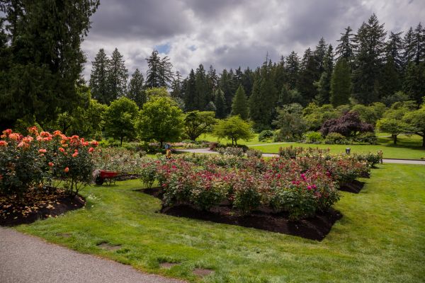 Flower Garden Landscaping in Cedar Park