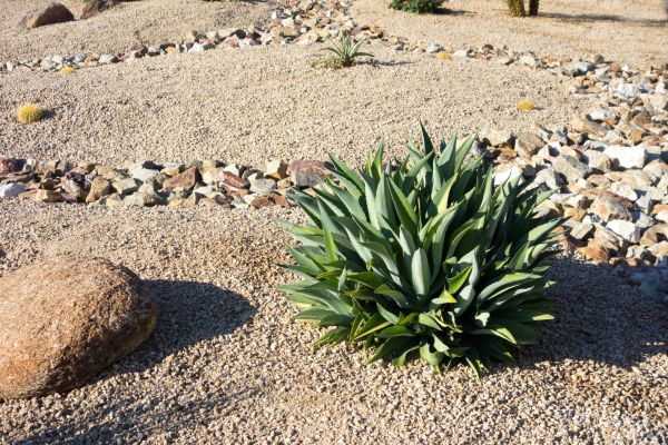 Xeriscaping Service in Cedar Park