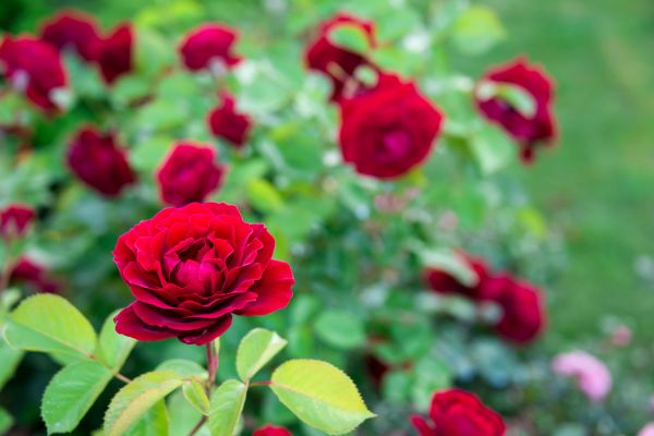 Rose Planting in Cedar Park