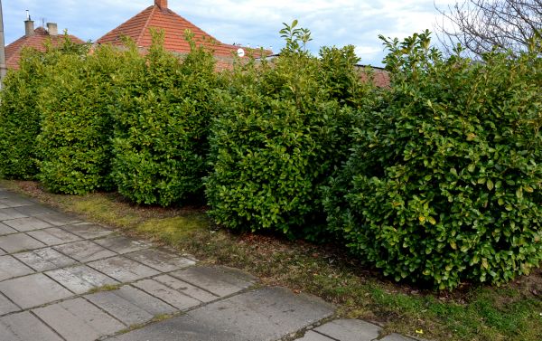 Privacy Shrub Installation in Cedar Park