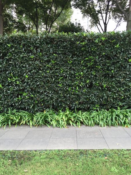 Privacy Shrub Planting in Cedar Park