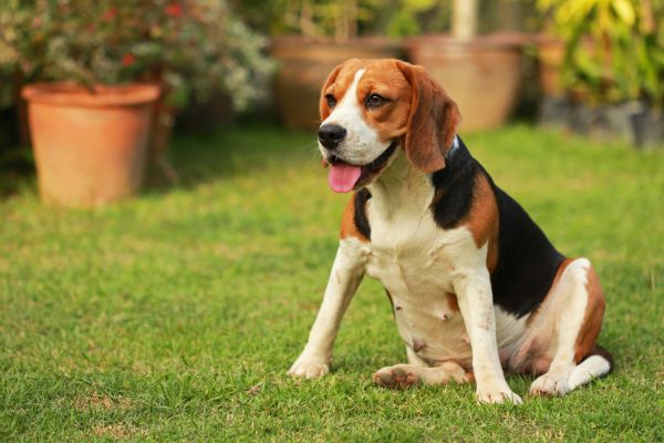 Dog Friendly Landscaping in Cedar Park