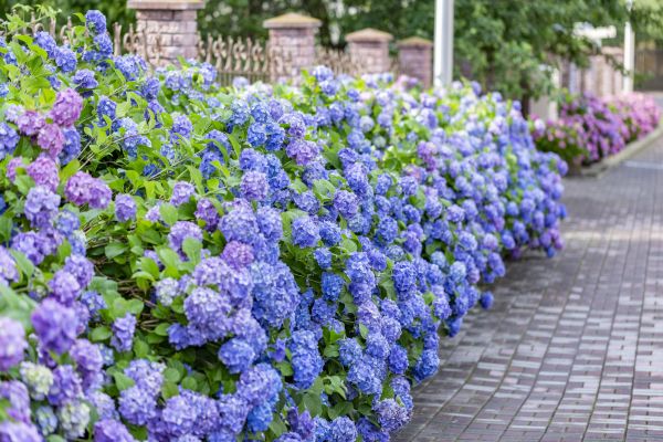 Hydrangea Landscaping in Cedar Park