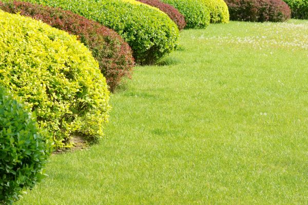 Shrubbery Planting in Cedar Park