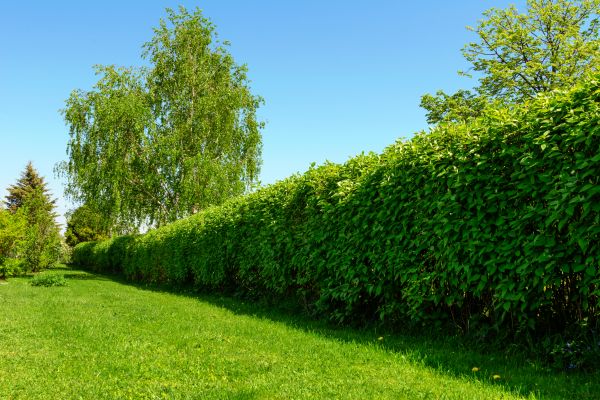 Hedge Replacement in Cedar Park