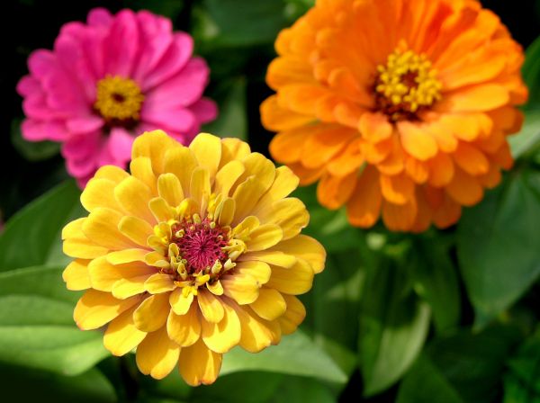 Zinnia Planting in Cedar Park