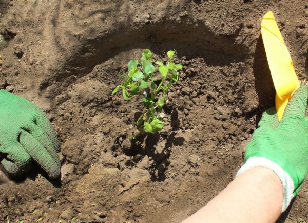 Rose Bush Planting in Cedar Park