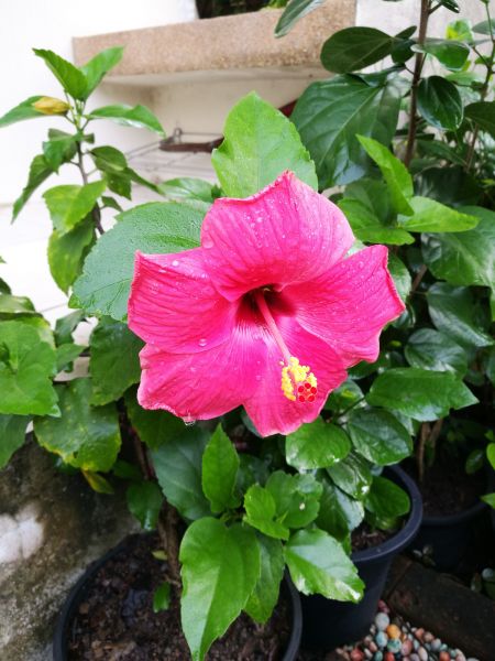 Hibiscus Planting in Cedar Park