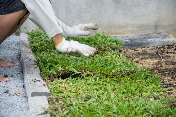 Ground Cover Planting in Cedar Park